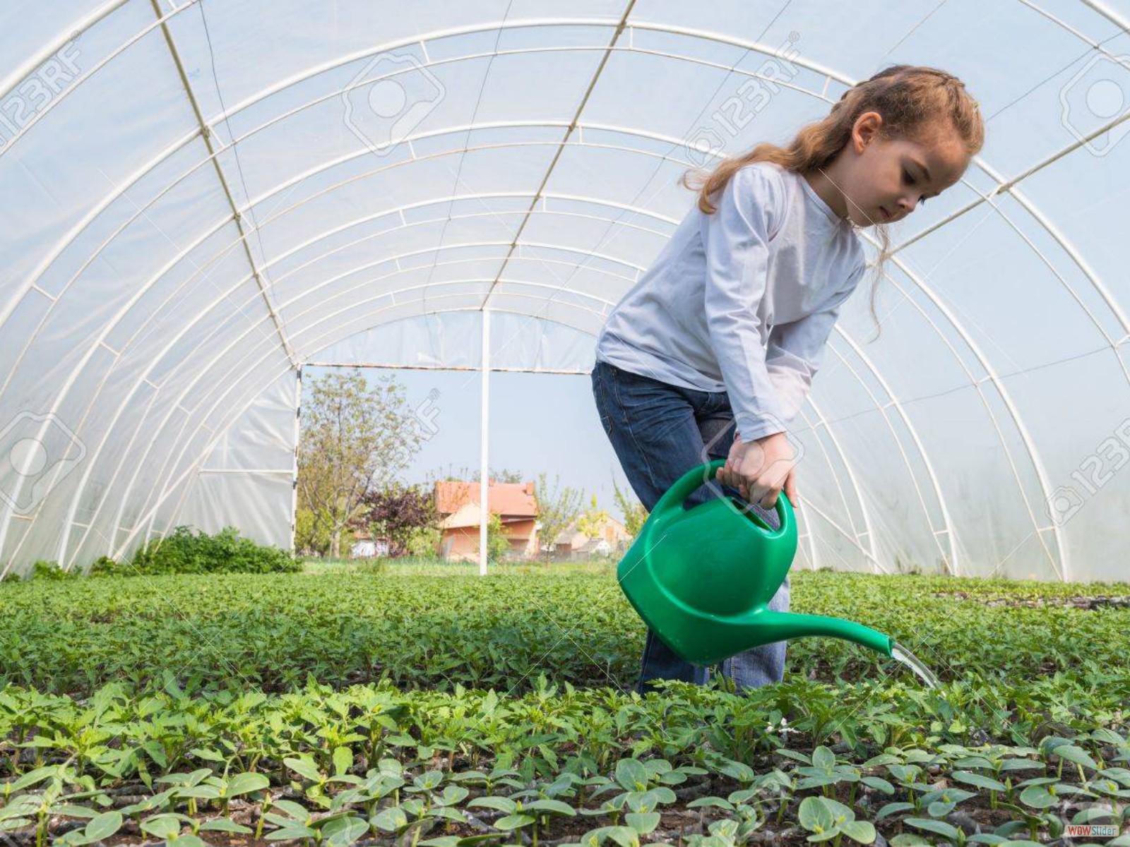 27857898-little-girl-watering-seedlings-tomato