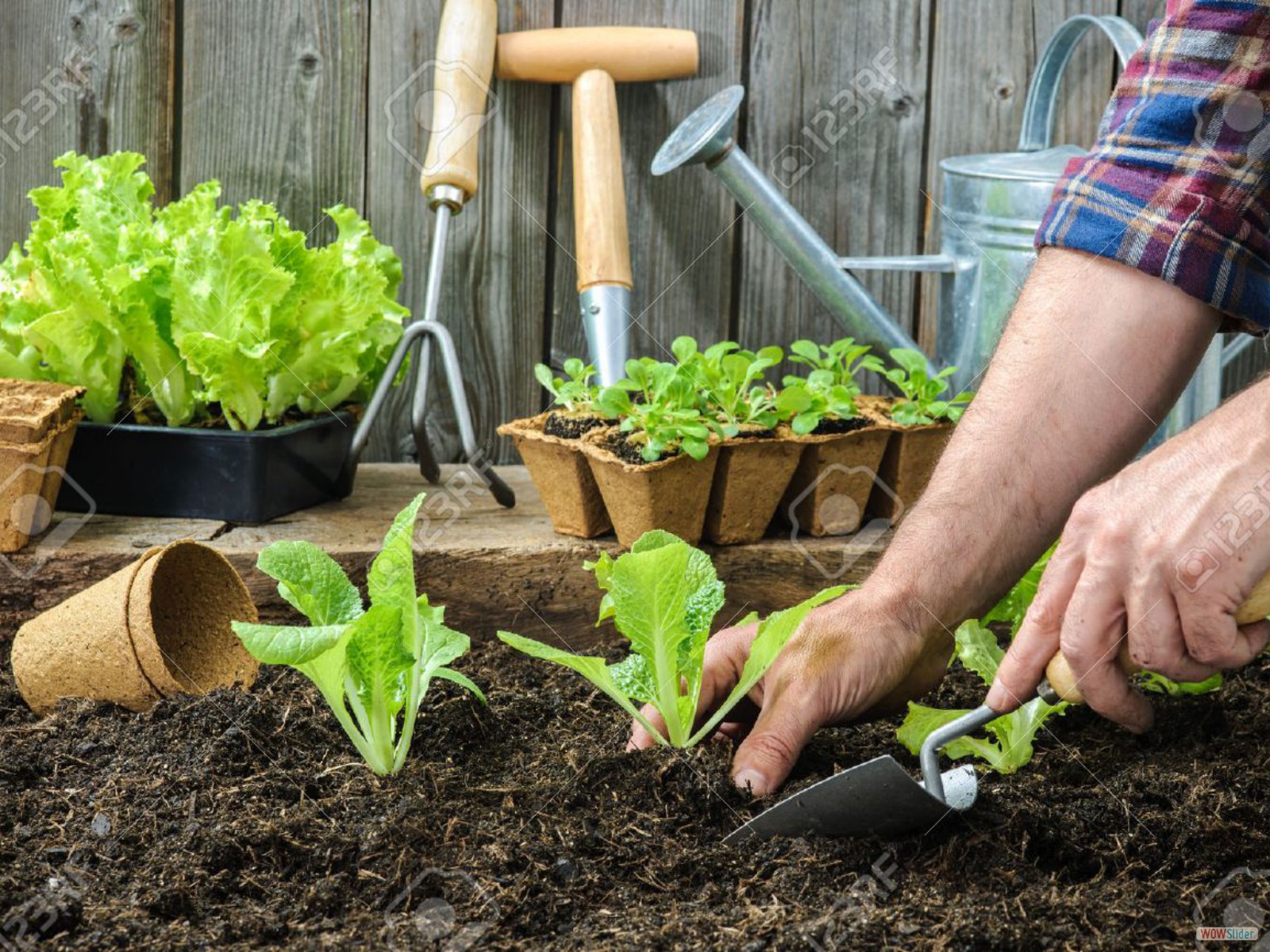31600639-farmer-planting-young-seedlings-of-lettuce-salad-in-the-vegetable-garden