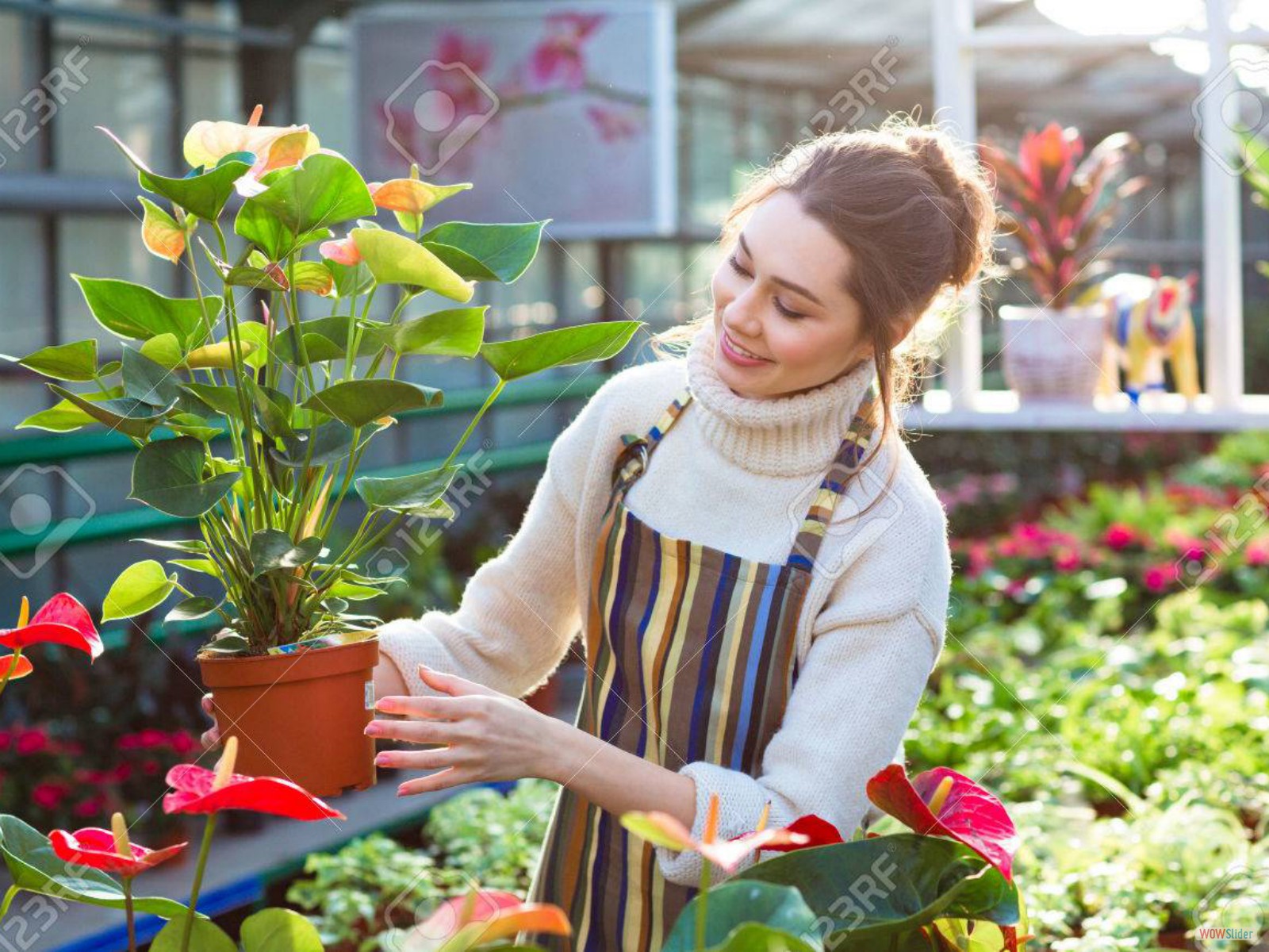 51399652-lovely-happy-young-woman-gardener-choosing-flower-pot-with-anthuriums-in-garden-center